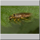 Pamphilius sp - Blattwespe 01b 9mm.jpg